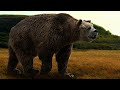 arctodus simus is the largest bear in the history of the planet bears interestingstory