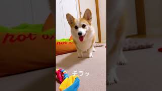 ぐいぐいからのビヨーン😄#corgi #コーギー #犬