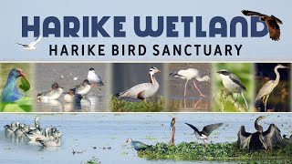 Harike Wetland | Harike Bird Sanctuary | Harike Wildlife Sanctuary (Part 1)