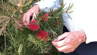 In the Garden with Dave: Bottlebrush