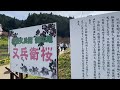 （2 2）又兵衛桜（本郷の瀧桜）2022 4 6