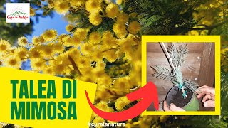 Talea di Mimosa