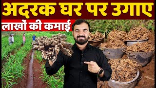 लाखों की अदरक उगाओ | adrak ki kheti | ginger farming | adrak ki kheti kaise karen | अदरक की खेती