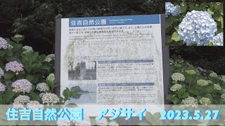 住吉自然公園のあじさいを見て来ました。2023.5. 27