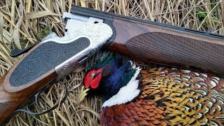 Pheasant Hunting Public Land 2018