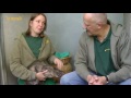 katzenvermittlung september oktober 2010 tierheim hannover tv