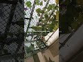 sorakaya balcony garden video jammu lasridevi 777