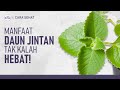 Manfaat Daun Jinten dan Cara Mengkonsumsinya | Hidup Sehat tvOne