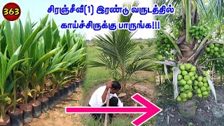 தென்னை இரண்டு வருடத்தில் காயிக்குமா ? Can coconut yiled  two years?