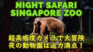 Singapore Zoo - Night Safari with a super high sensitivity camera! (α7S III / 16-35 GM)