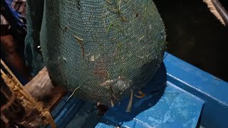 நடுஇரவில் தள்ளுவலையில் இறால், நண்டு பிடித்தல்/MIDNIGHT TROLLNET FISHING|PRAWN AND CRAB CATCH