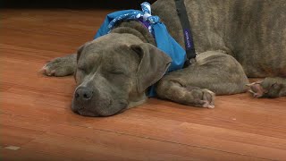 Busy Saturday planned at Helping Hands Humane Society
