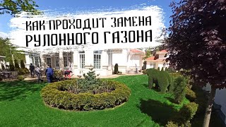 Замена рулонного газона на участке. Как заменить рулонный газон