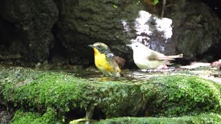 山中湖 大洞の泉のシジュウカラとキビタキ（雌雄）の水浴び　その２（4K60P動画）