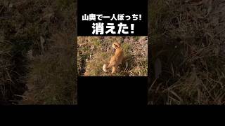 山奥の猫（後篇）エッ！何処にいくの？ #shorts