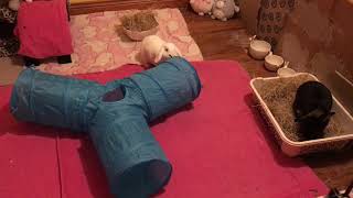 Bunny tunnel fun!