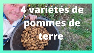 4 variétés de pommes de terre à la récolte