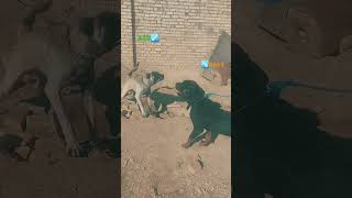 سگ سرابی و روتوایلر Sarabi vs Rottweiler #animal #dog