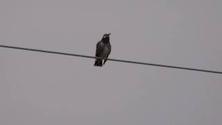 【野鳥観察】 ムクドリ　パートナーに呼びかけ？ 盛んに鳴いています