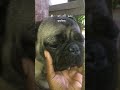 කරන කිසි වැඩක් හරියන්නෙ නැහැනෙ😔 shortvideo puglife lover viralvideo subscribe views