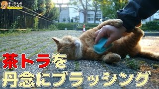 【野良猫】茶トラを丹念にブラッシング