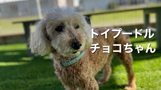 トイプードル　チョコちゃん【Toypoodle】