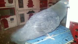 Doro Kebutan Suling Sakti Di Sby Di Jual 50 Ribu Sepasang