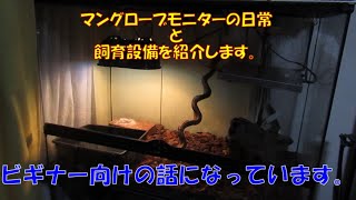 マングローブモニター飼育（ビギナー編）