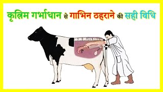 पशुओं में कृत्रिम गर्भाधान की विधि | (Artificial Insemination) | Dr OM Poonia