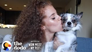 Hamster-Sized Puppy Grows To Be So SPUNKY With Mahogany Lox | The Dodo You Know Me Now Meet My Pet