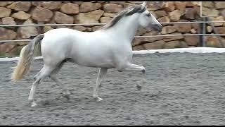 Pure Spanish Horse, 4 years, 160 cm, Grey