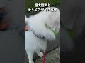 【みんな地球の仲間】お散歩中に赤ちゃん🐍と遭遇 shorts