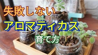 #アロマティカス#観葉植物#育て方【失敗しないアロマティカスの育て方】