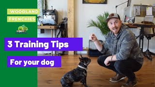 French Bulldog Training Tips