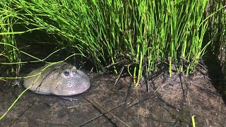 Northern Spadefoot Frog Mating Call Melody || ViralHog