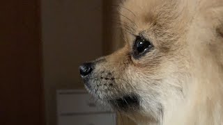 ポメラニアンのアンちゃん(狂犬病の予防接種に行って来ました。)