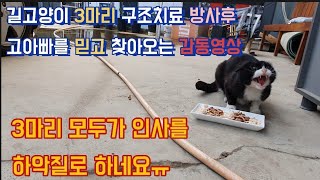 길고양이 3마리 구조치료 방사후 고아빠를 믿고 찾아오는 고양이들 감동영상