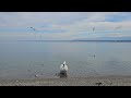 Cygne du lac Léman