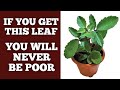 MIRACLE LEAF WILL BRING YOU UNEXPECTED MONEY, FAVOUR & WEALTH