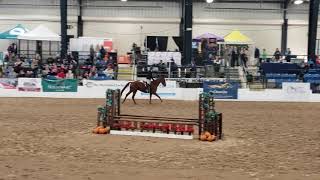 Royal Flame - 2019 Retired Racehorse Project Show Hunter Finale