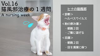 【保護猫/治療】猫ヘルペスウイルスの治療