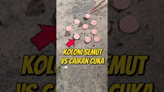 EKSPERIMEN KOCAK KOLONI SEMUT VS CAIRAN CUKA 🐜 #eksperimen #semut #semutkecil #semuthitam #semutapi