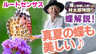 【特別編】橿原市昆虫館の裏山、南山のちょうちょの調査！2021年7月のルートセンサス法実施！何種のチョウが見れるかな？！蝶太郎物語りNo.174