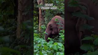 Wildlife encounter at Konni forest | Achankovil Konni forest route