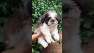 පුලුන් පුරවපු බොනිකකෙක් නේද මේ 🥰🥰🐶                                       #shorts #shihtzu #pets