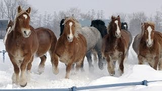 十勝牧場・馬追い運動 Horse chasing exercise in Tokachi ( Shot on RED EPIC High-speed )