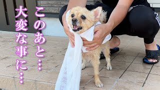 愛犬をお風呂に入れたら、大変なことになりました…