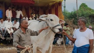 గురజాల జూనియర్స్ 11 జత గొటిక నాగిరెడ్డి జిల్లాలే గ్రామం నంద్యాల జిల్లా