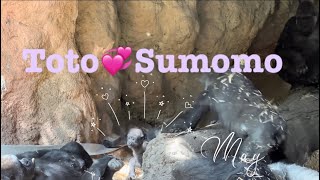 Toto and Sumomo have mutual feelings 微笑ましいトトとスモモ🥰