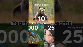 Interesting Study on Brown Bear Attacks